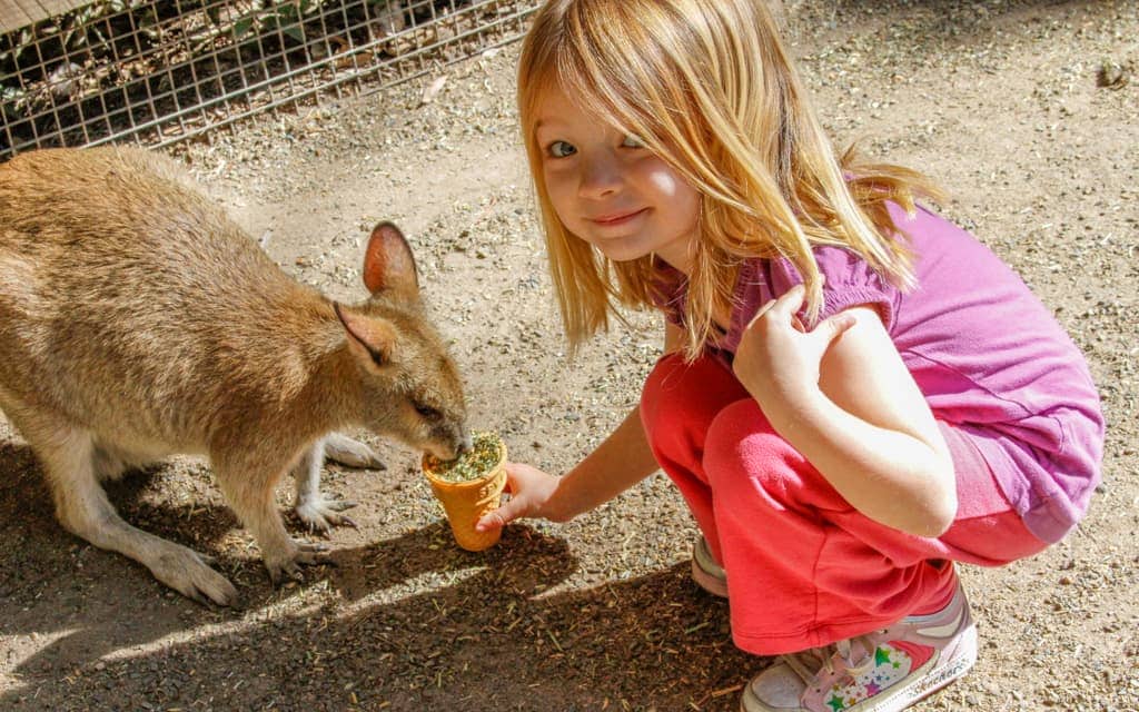 Travel with kids: Feeding kangaroos at Featherdale Wildlife Park outside Sydney (4 years old)