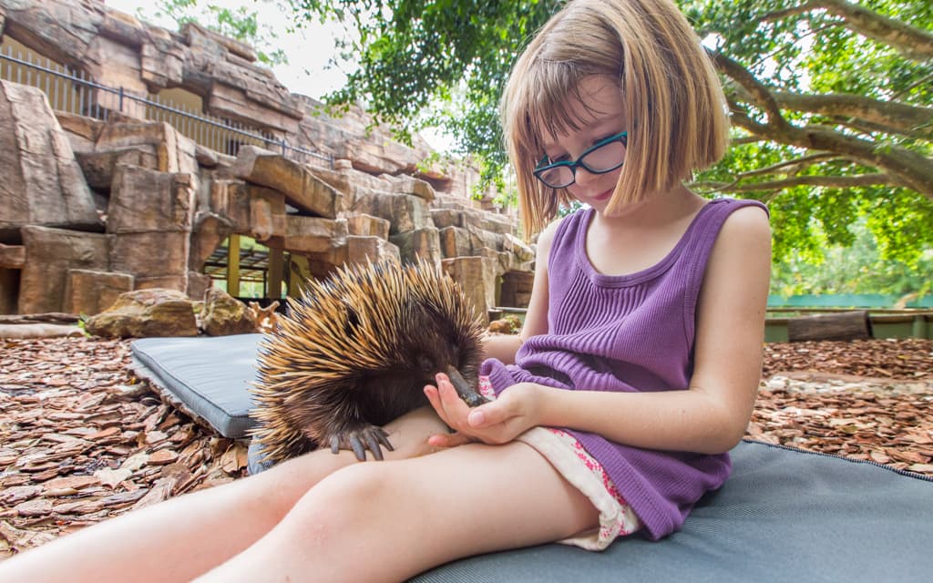 Travel with kids: My youngest feeding an echidna at Australia Zoo