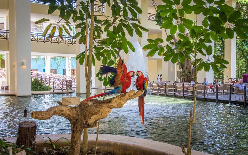 Riviera Maya with Kids - Occidental - Parrots in the lobby