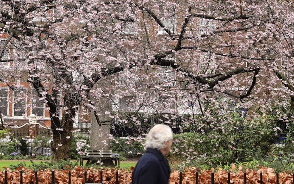 Blossoming Trees Throughout Kensington