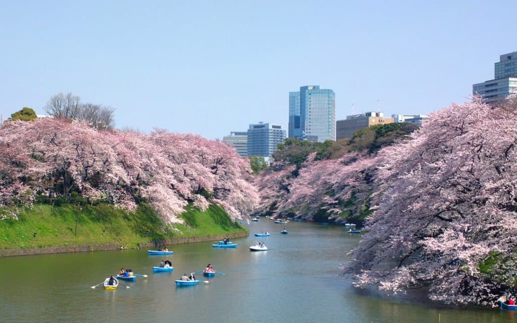 cherry blossoms in Tokyo at Chidorigafuchi Moat 