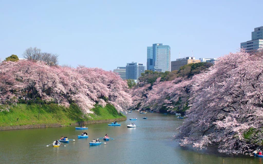 5 Ways to Enjoy the Cherry Blossoms in Tokyo