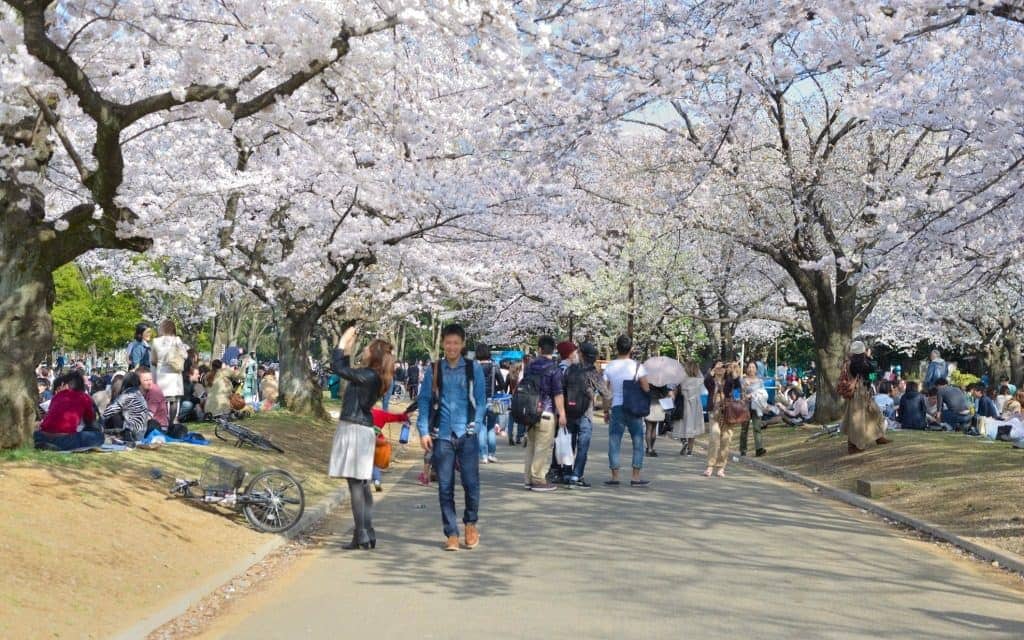 cherry blossoms in Yoyogi Park