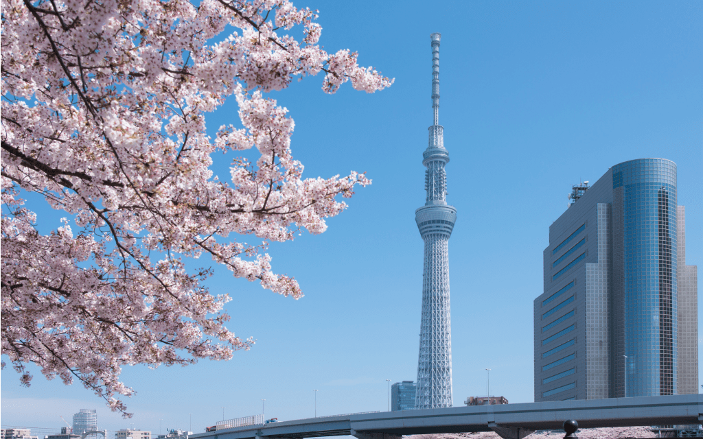 cherry blossoms in Tokyo