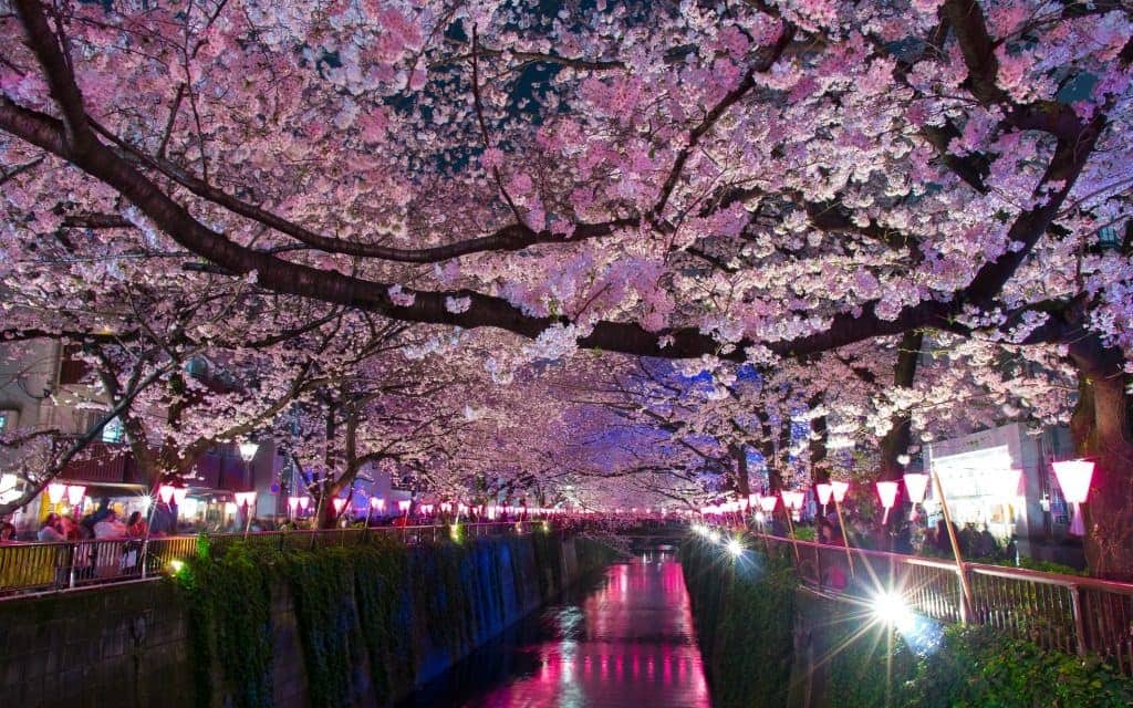 cherry blossoms at night at Meguro River