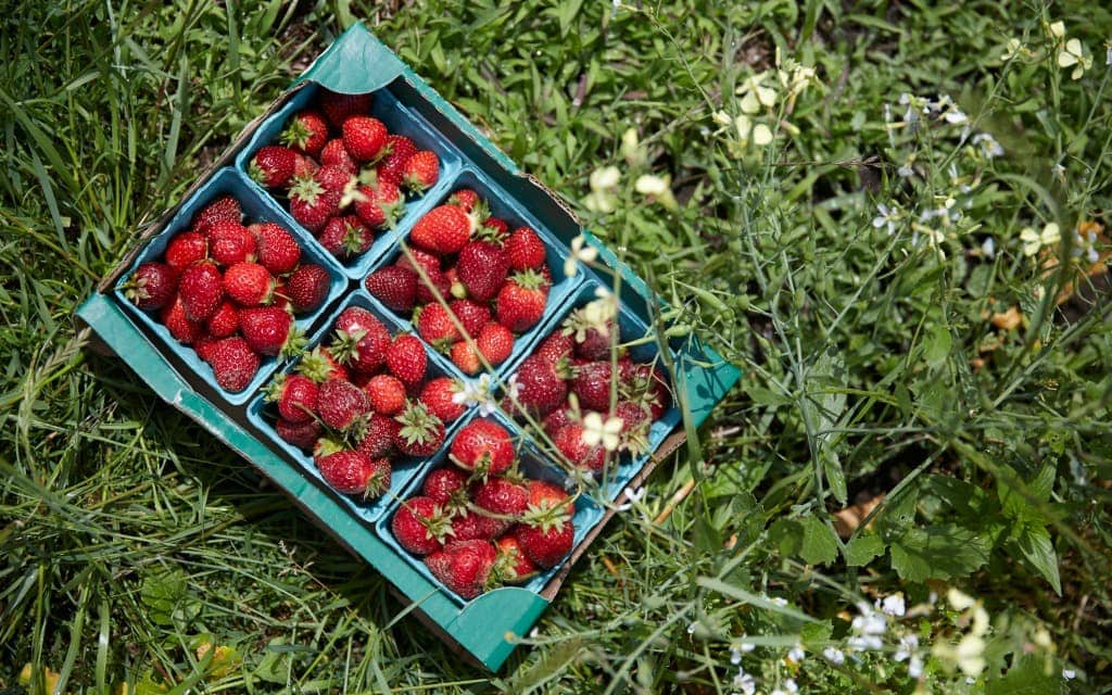 berry picking at Sauvie Island