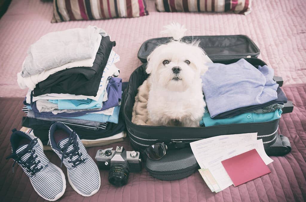 6 Hotel Brands That Treat Pets Like Royalty