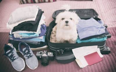 6 Hotel Brands That Treat Pets Like Royalty