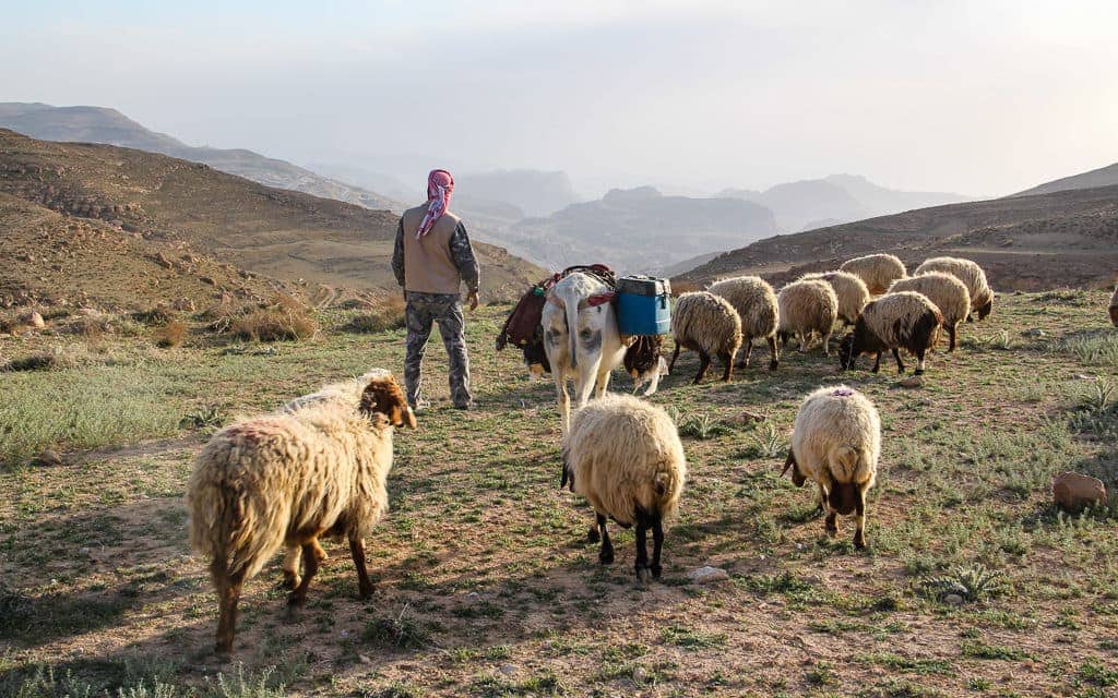 Petra sheep herder