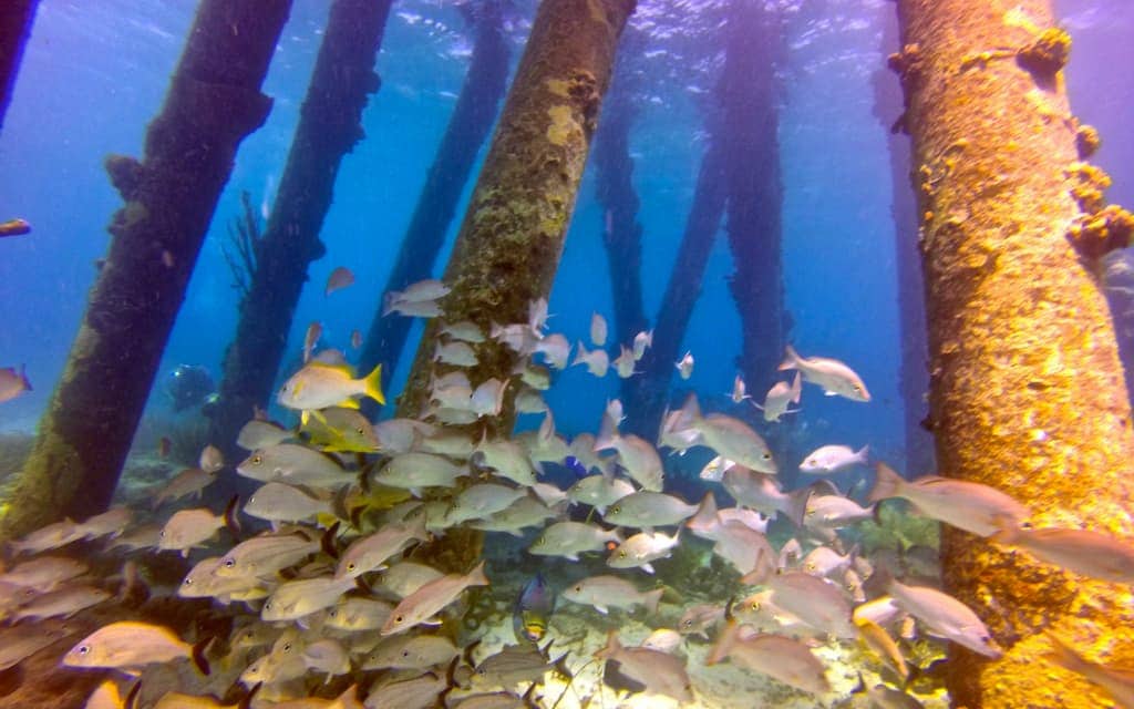Adventures in Bonaire - Angie Away