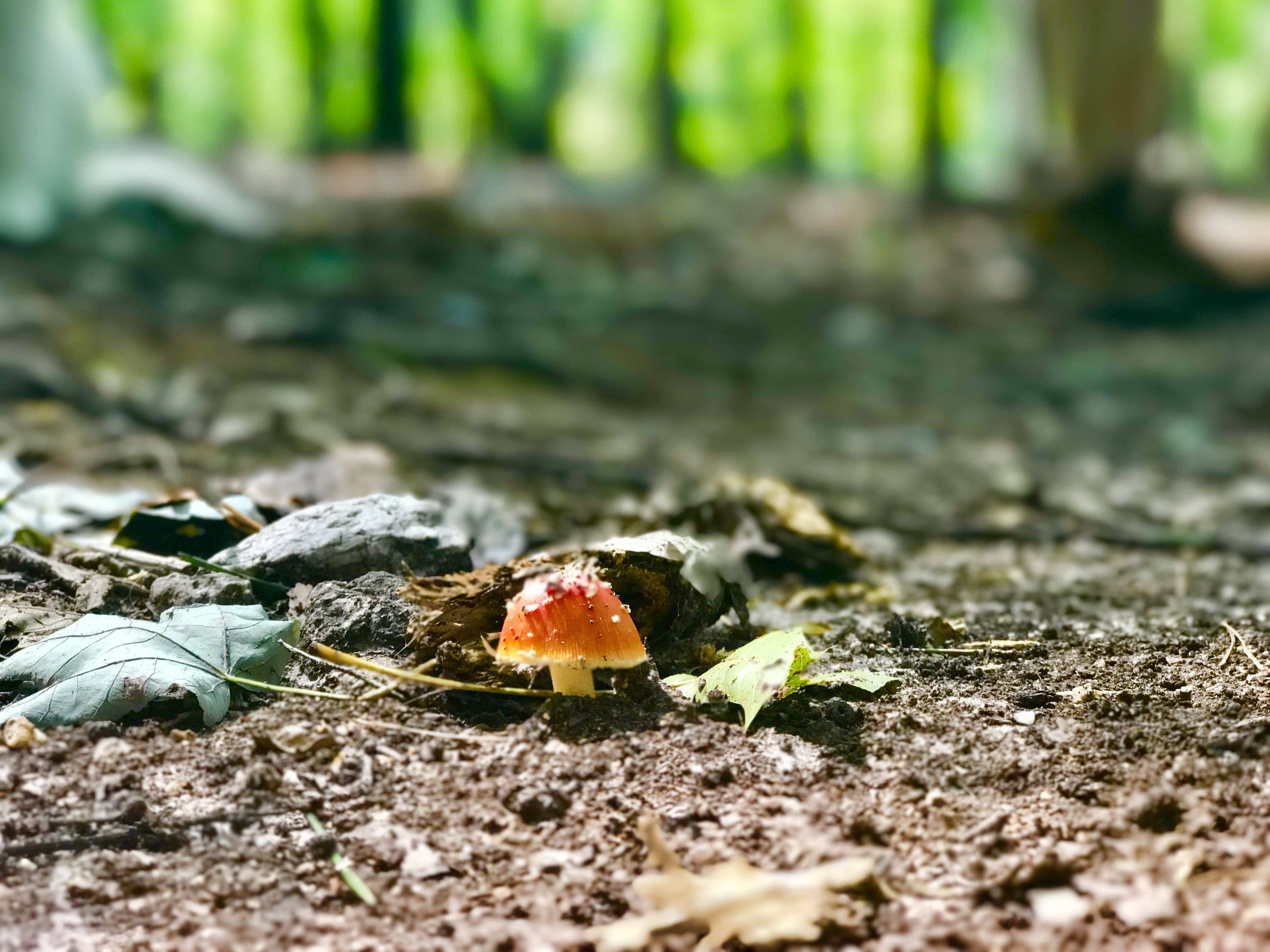 Congaree National Park - National Parks