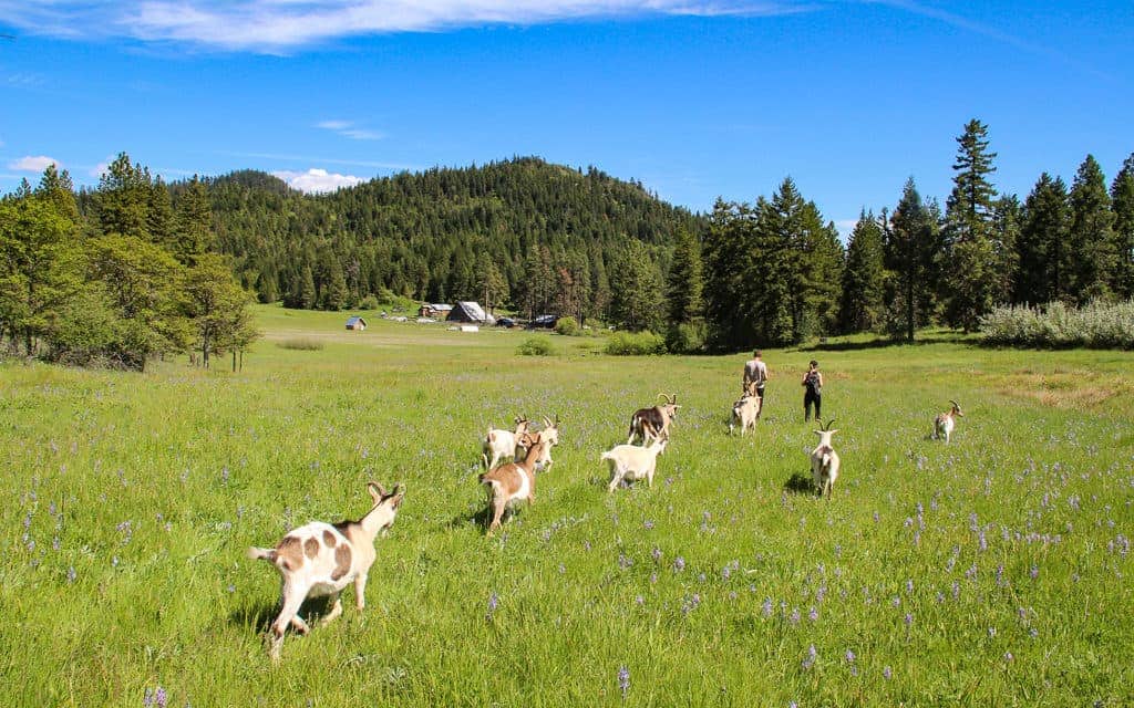 Willow-Witt Ranch