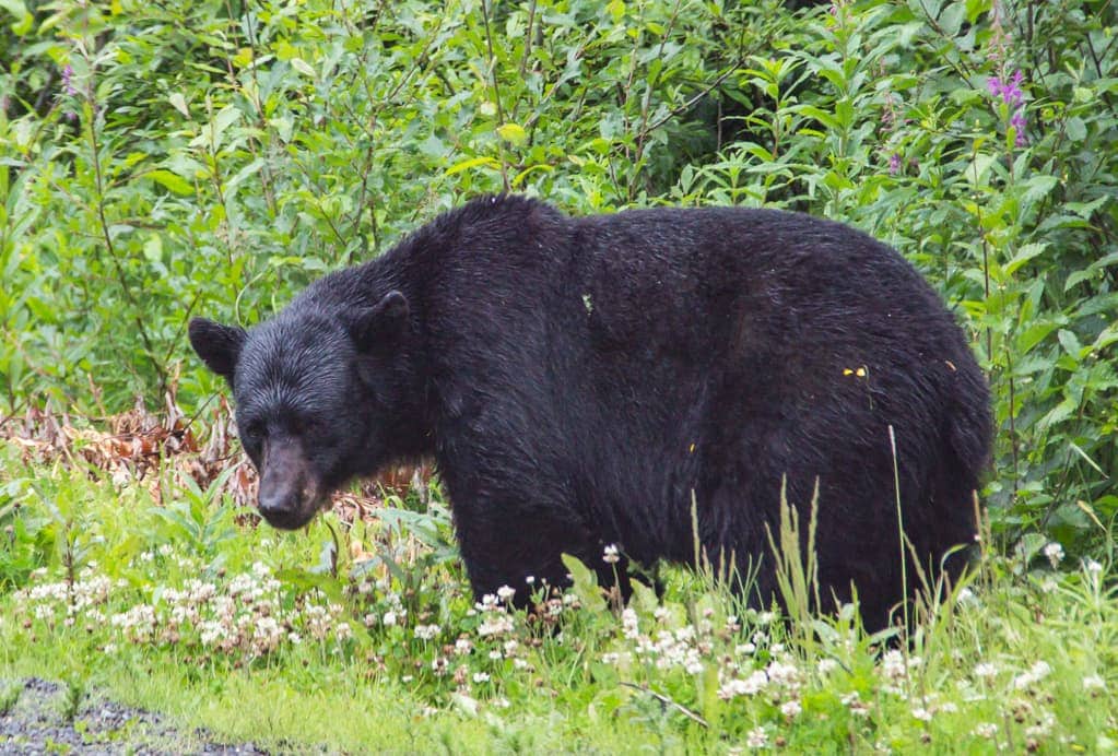 Black bear grazing on the side of the road,