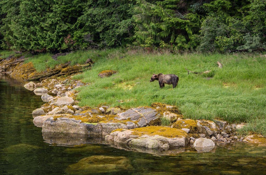 Canada’s Prime Destination for Bear Watching