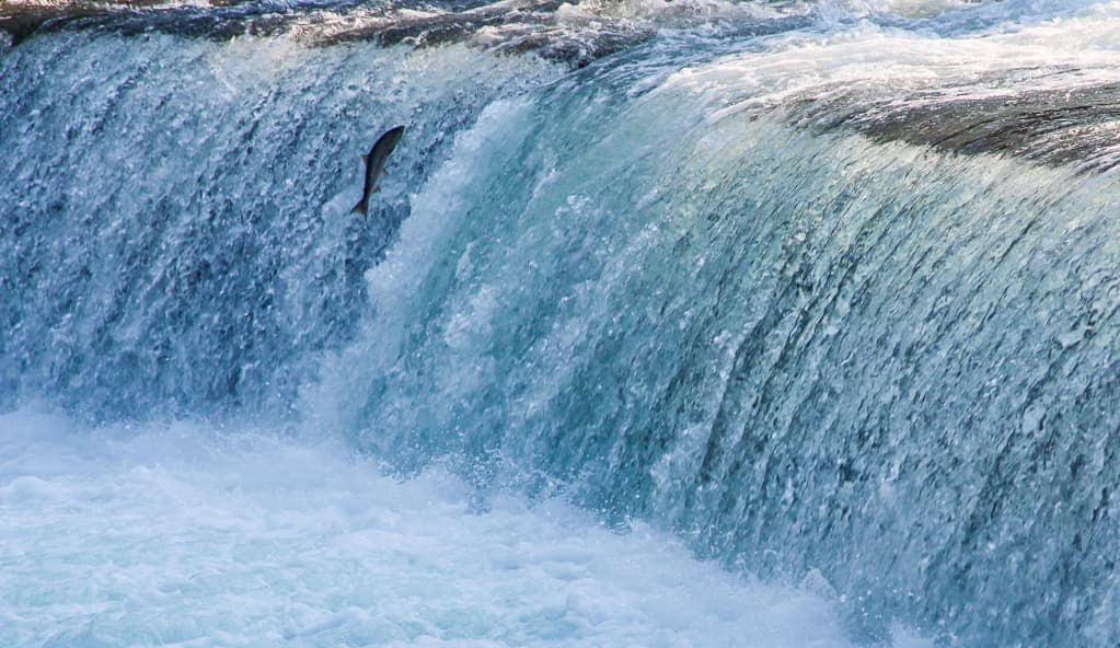 Meziadin Fish Ladder