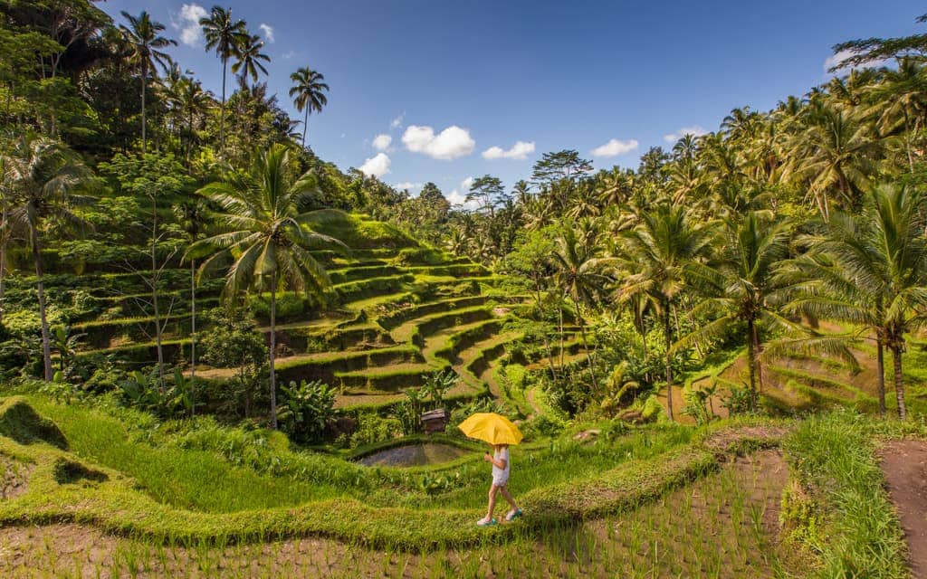 Travel inspiration: The rice fields of Bali Indonesia