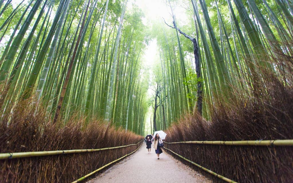 Travel Inspiration: Kyoto's Arashiyama Bamboo Grove