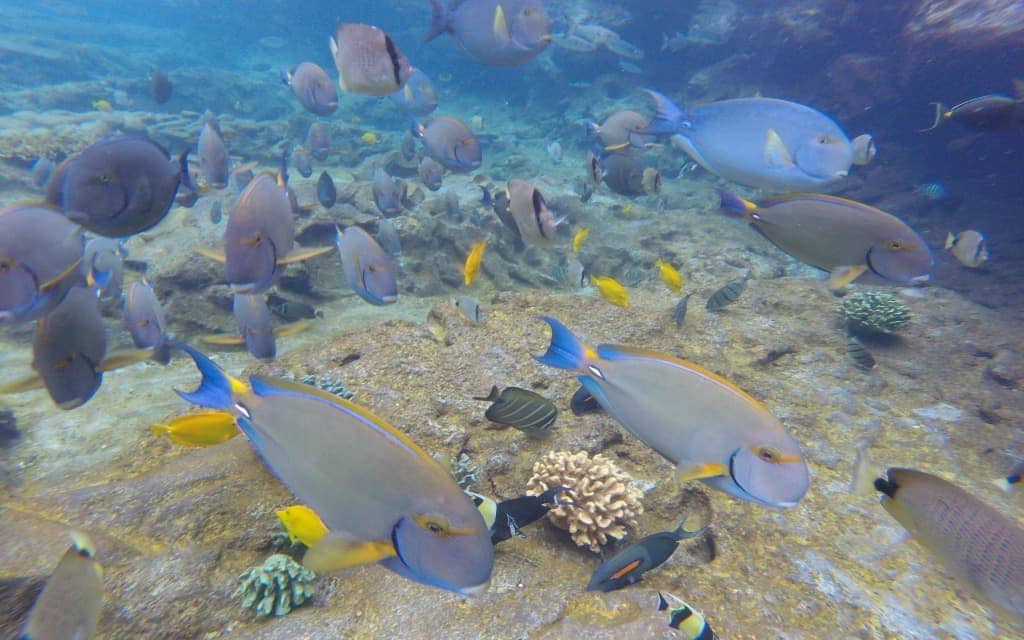 Rainbow reef at Disney's Aulani resort