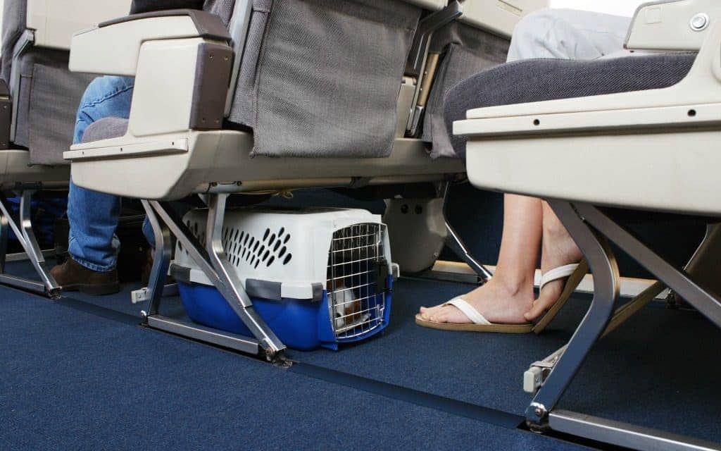 travel tips for flying with your dog - dog in carrier under airplane seat