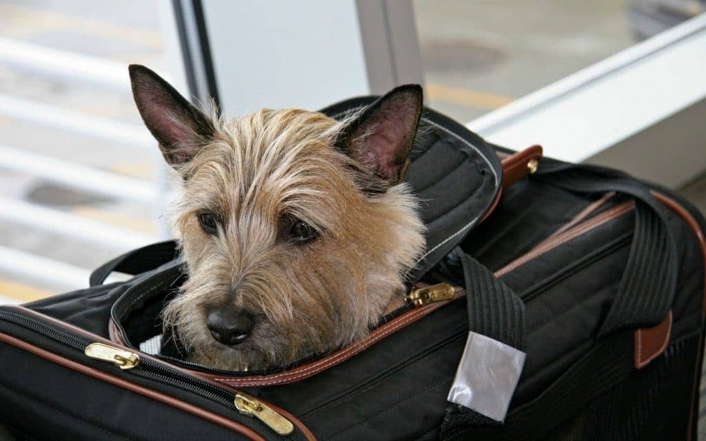 Dog Air Travel – Tips for Traveling by Airplane With Your Lovable Dog