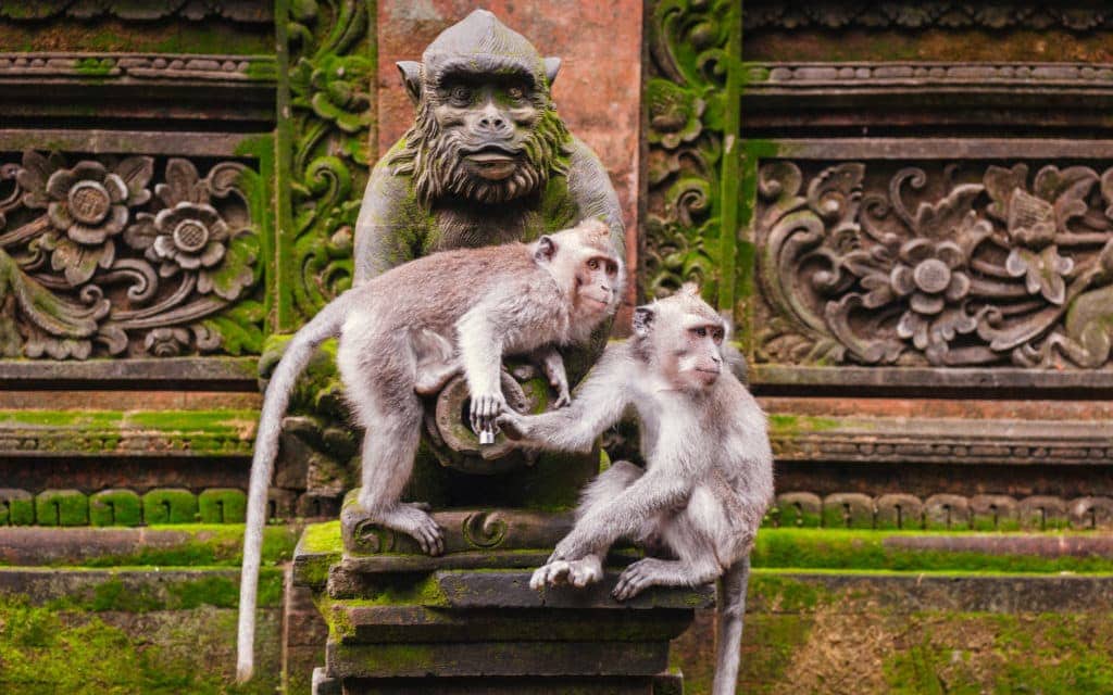 Must do in Bali - monkey forest