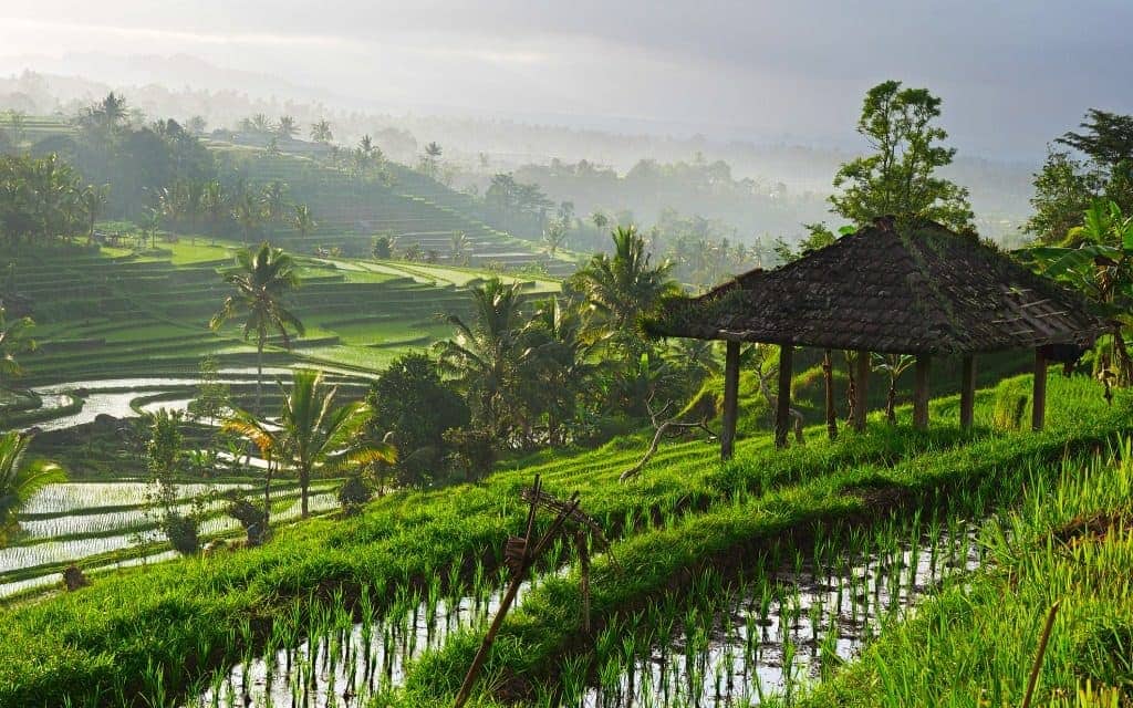 Must do in Bali - rice paddy