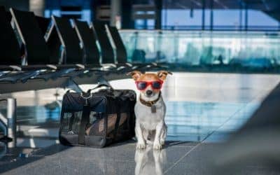 10 Travel Tips for Flying with Your Dog