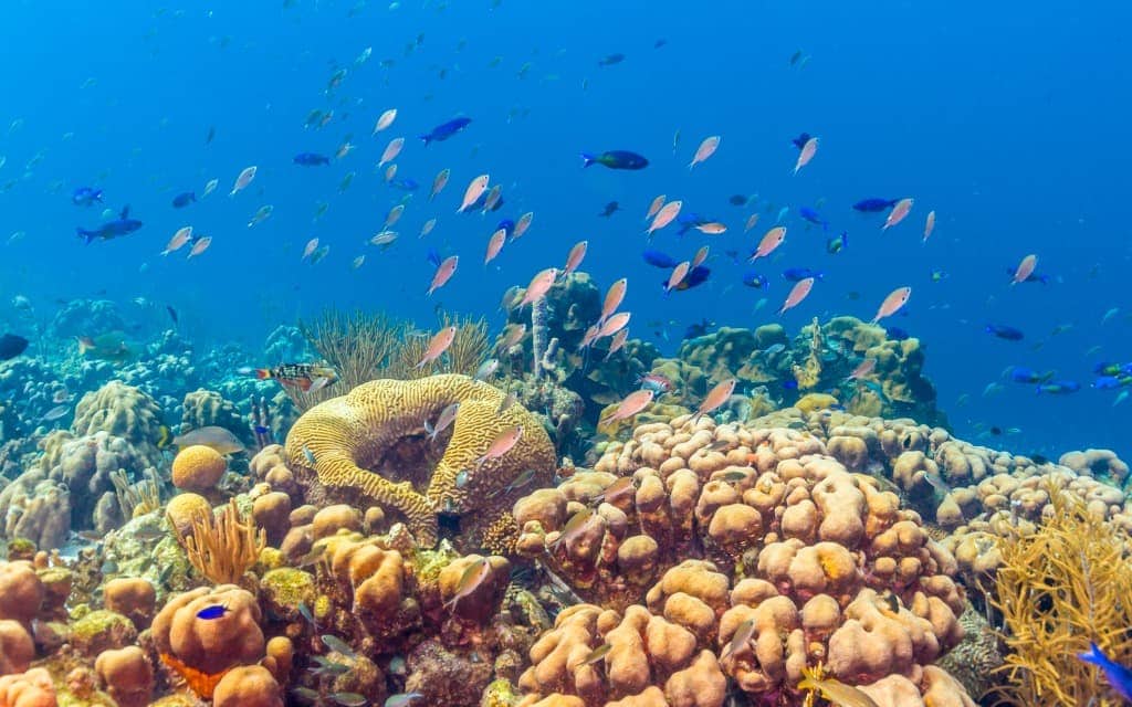 6 Incredible Adventures You Must Try in Bonaire