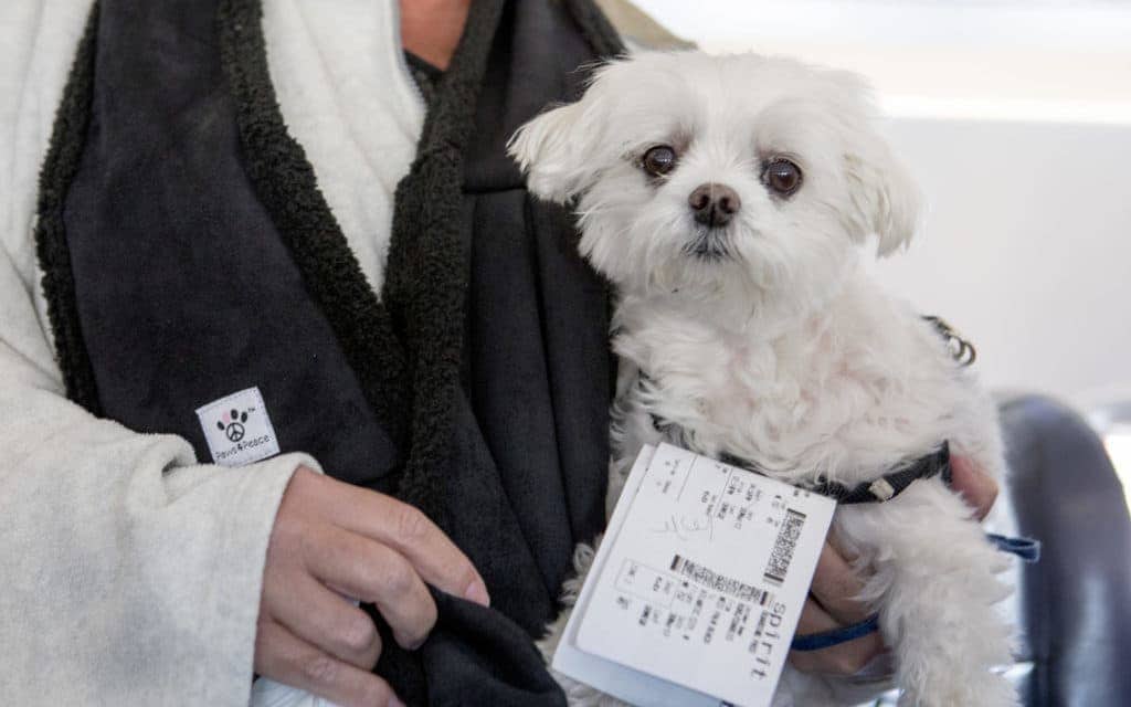travel tips for flying with your dog - passenger carrying dog