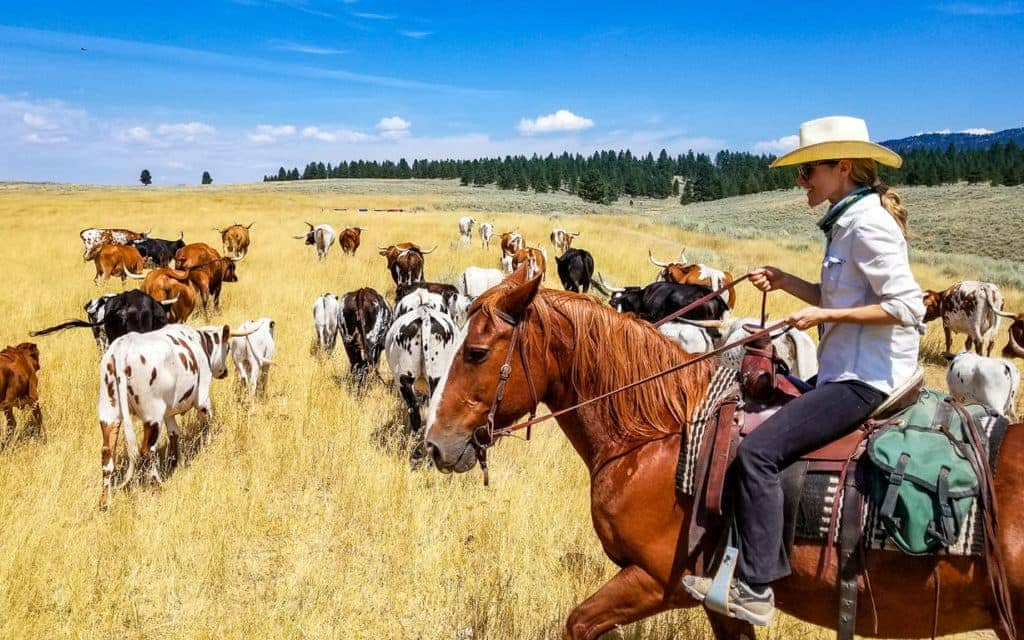 Montana Vacation - Cattle Drive