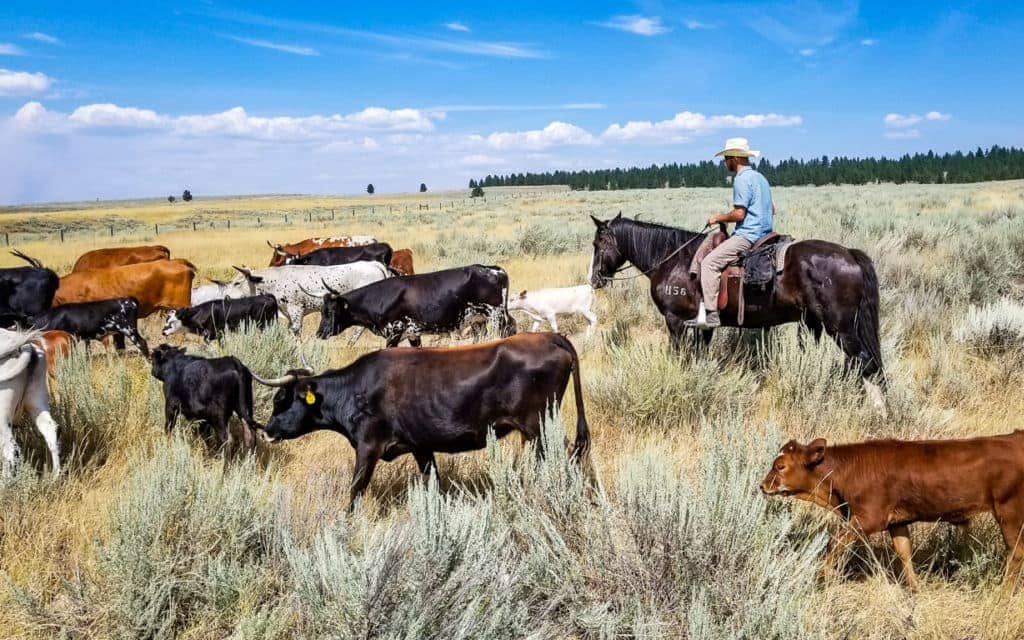 Montana Vacation - Driving Cattle