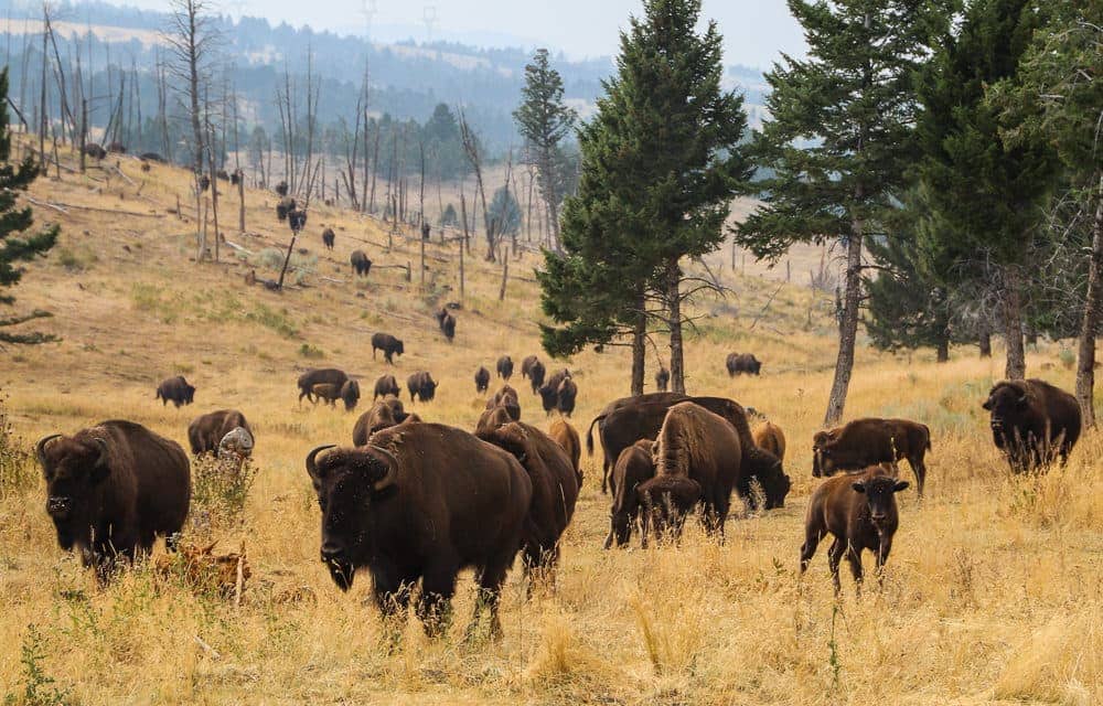 Montana Vacation - Bison Quest
