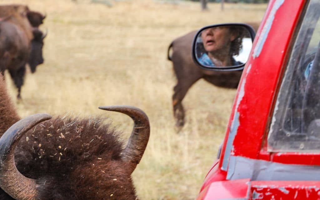 Montana Vacation - Buffalo Safari