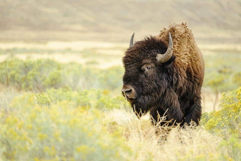 Woolaroc Ranch, Oklahoma