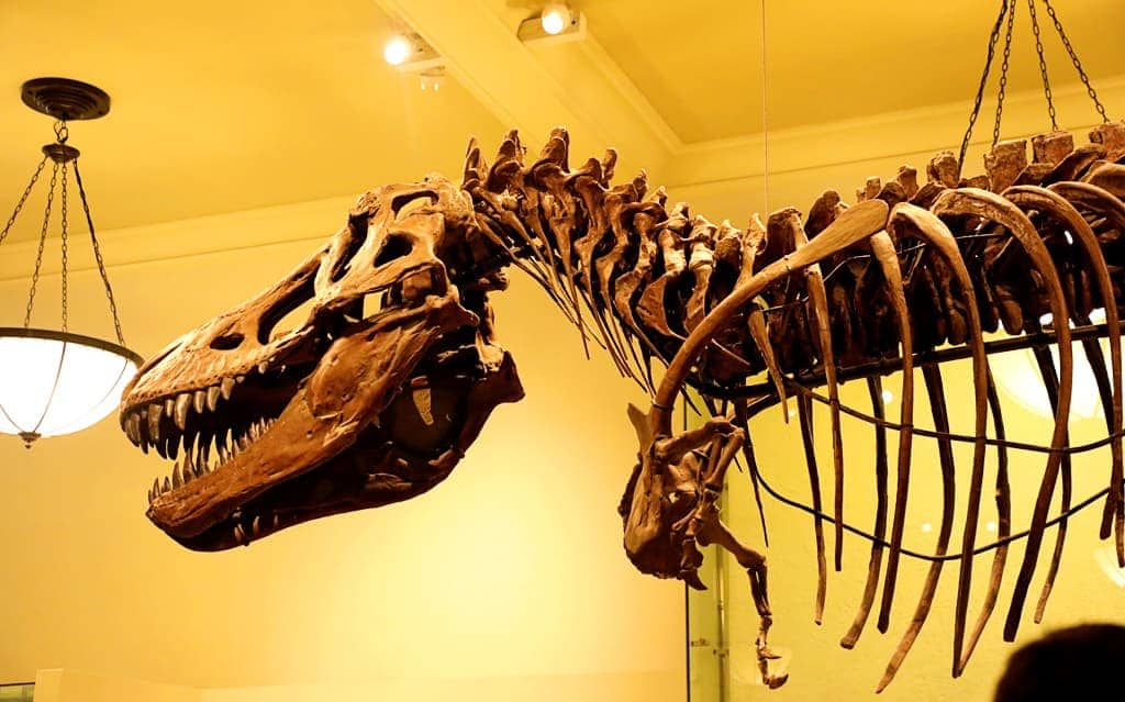 New York City - American Museum of Natural History