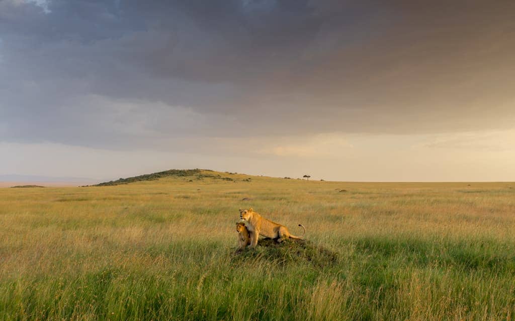 Breathtaking views: Lions on the hunt in the Maasai Mara