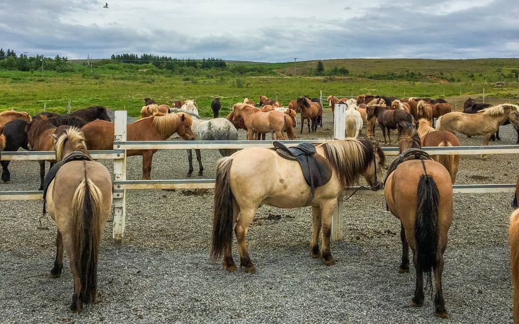Iceland with kids - At the Laxnes Horse Farm