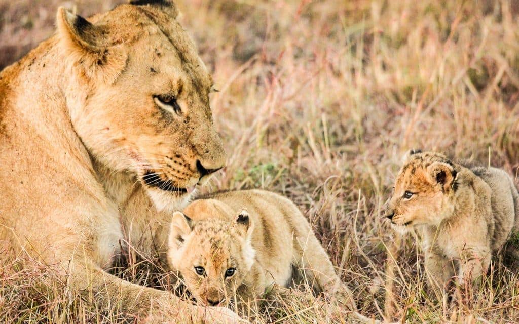 Lion pride in Kruger