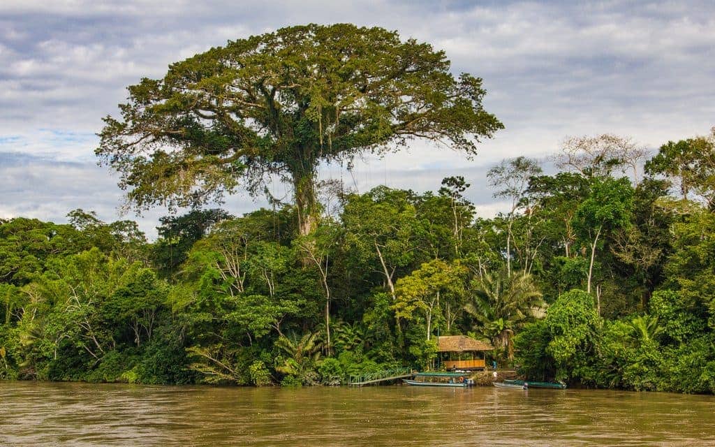 Yasuni_Jungles-Amazon