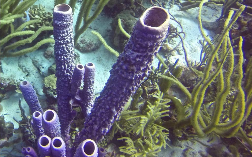 Bonaire - Where to Go in the Caribbean
