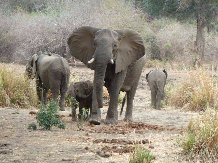 Bucket list activities: safari
