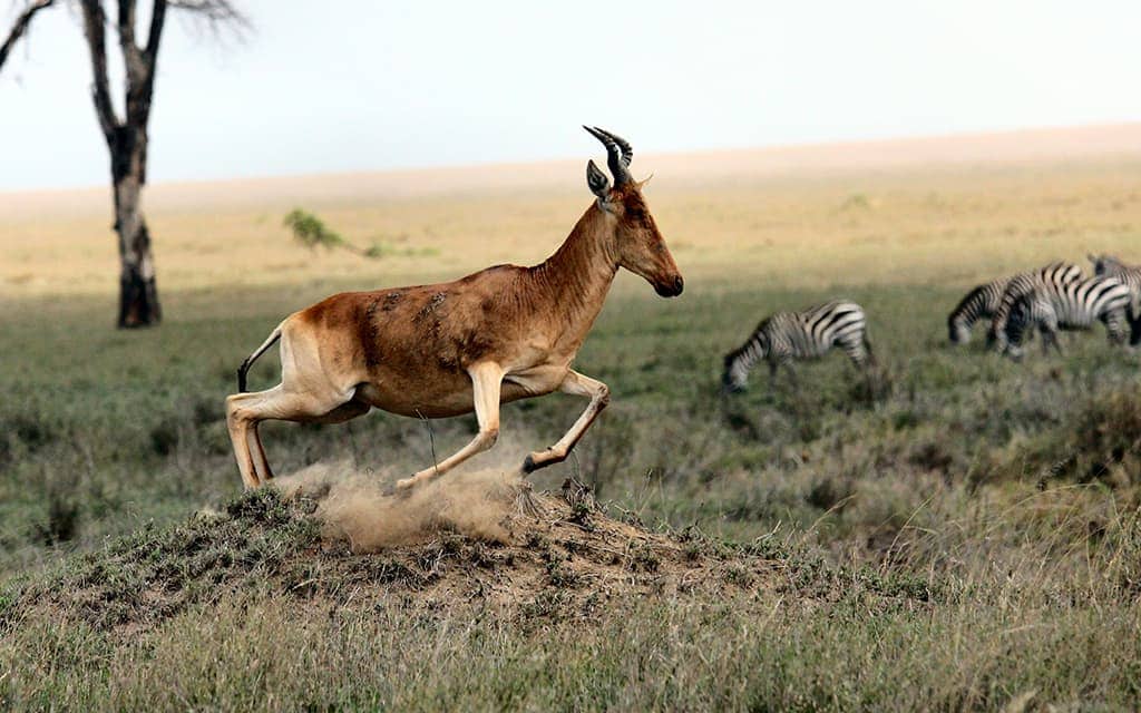 Antelope at Serengeti National Park