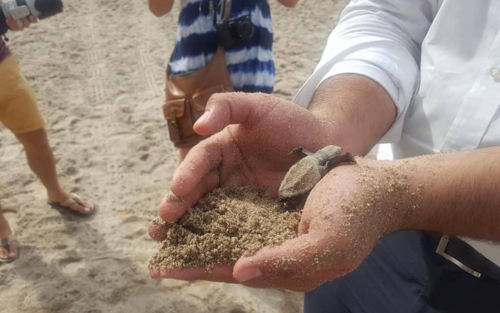 Saving a baby turtle in Puerto Vallarta