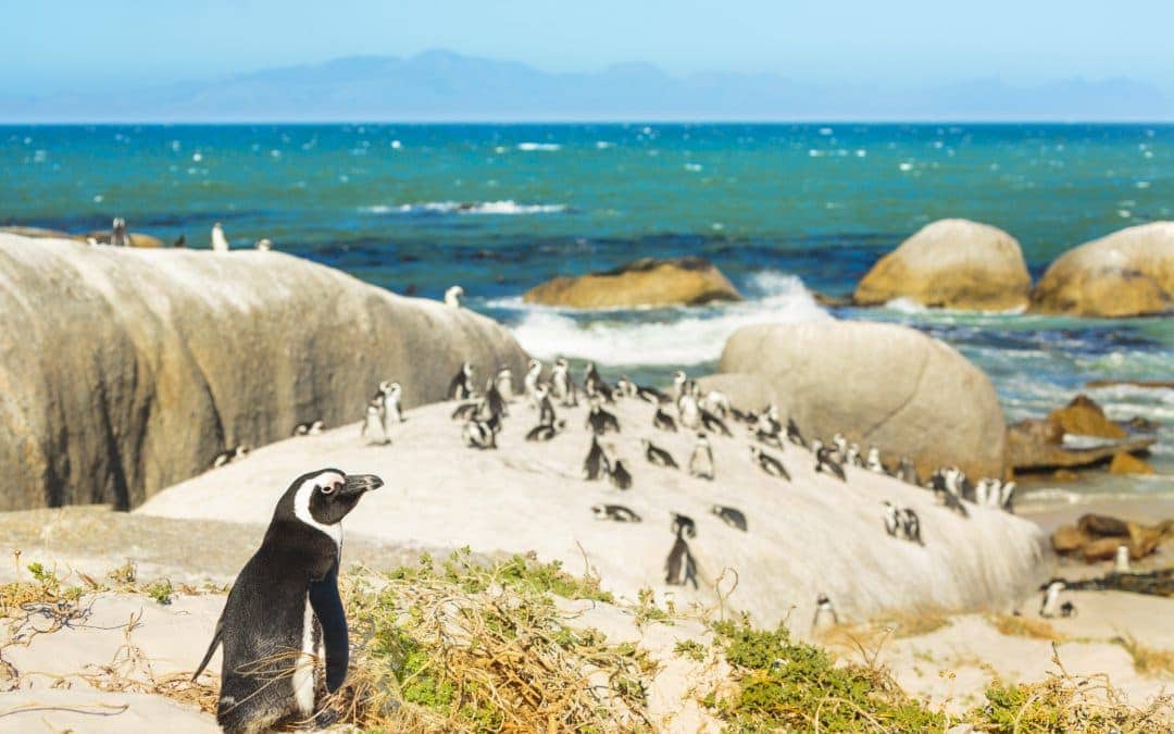 9 Essential South Africa Experiences