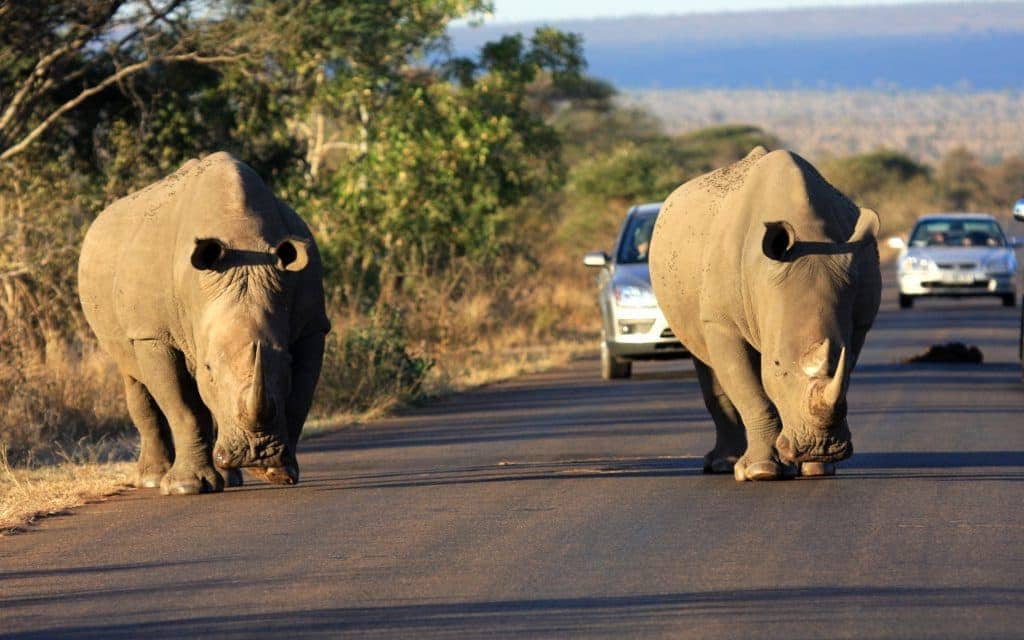 White Rhinoceros in Kruger Park, South Africa