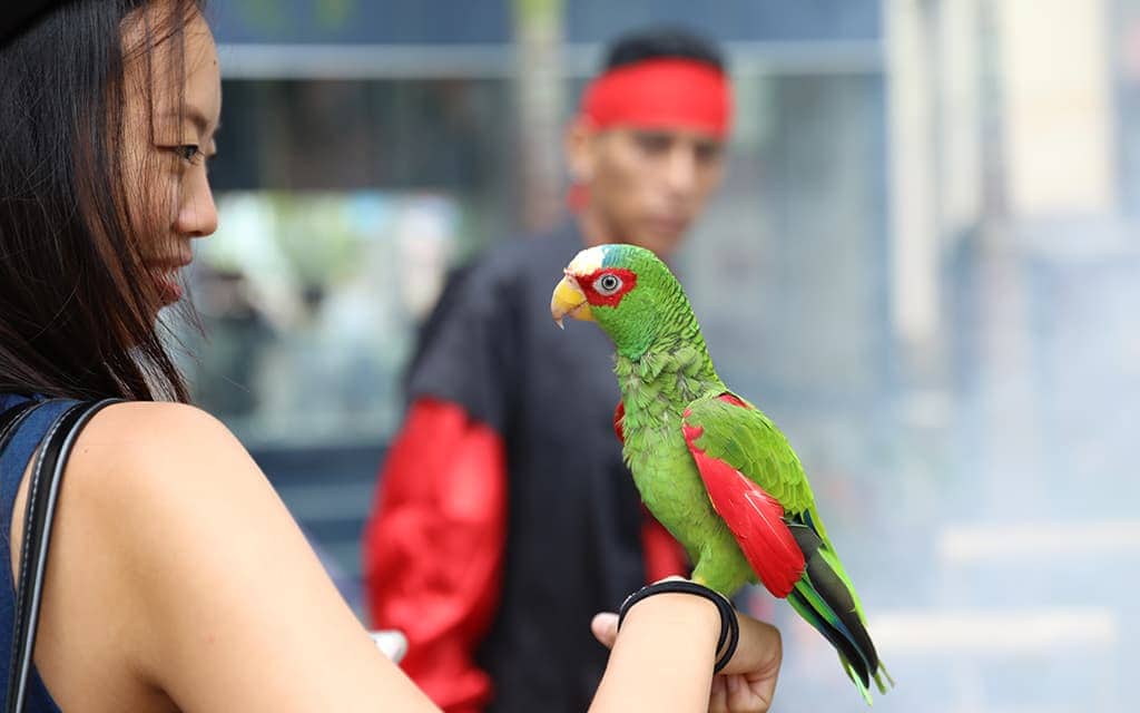 SherSheGoes with the pirate's parrot