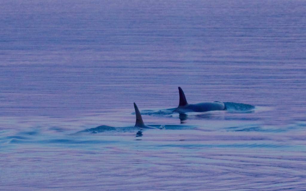 Whale watching in Juneau, Alaska