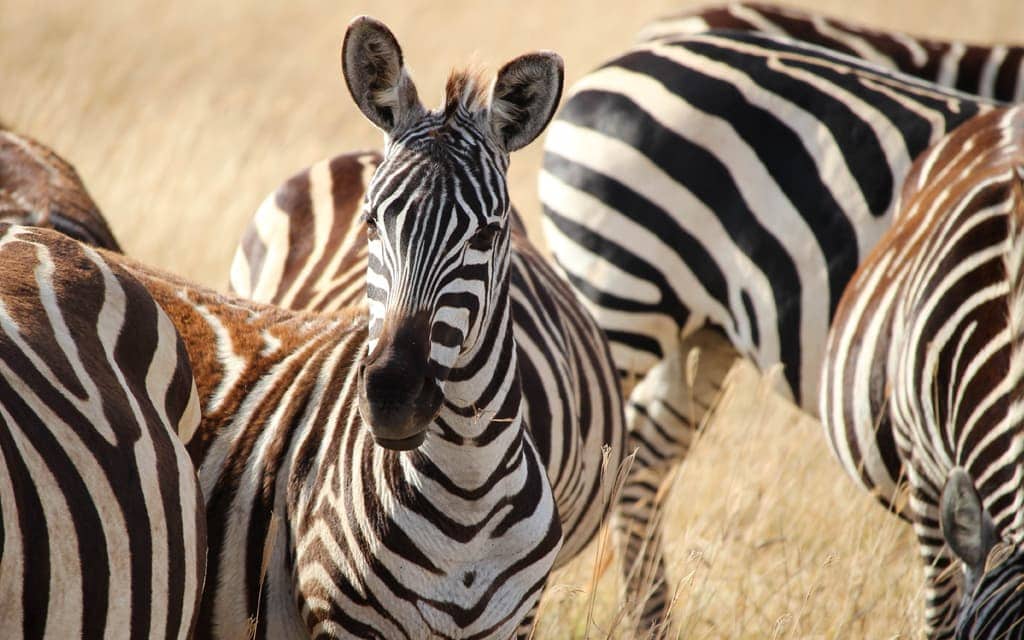 Zebras in Africa