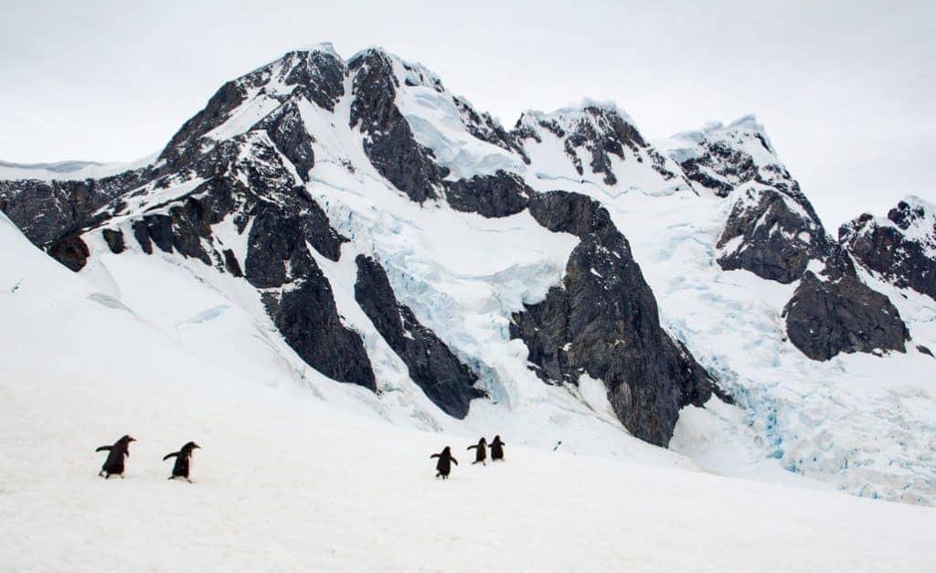 Antarctica penguins