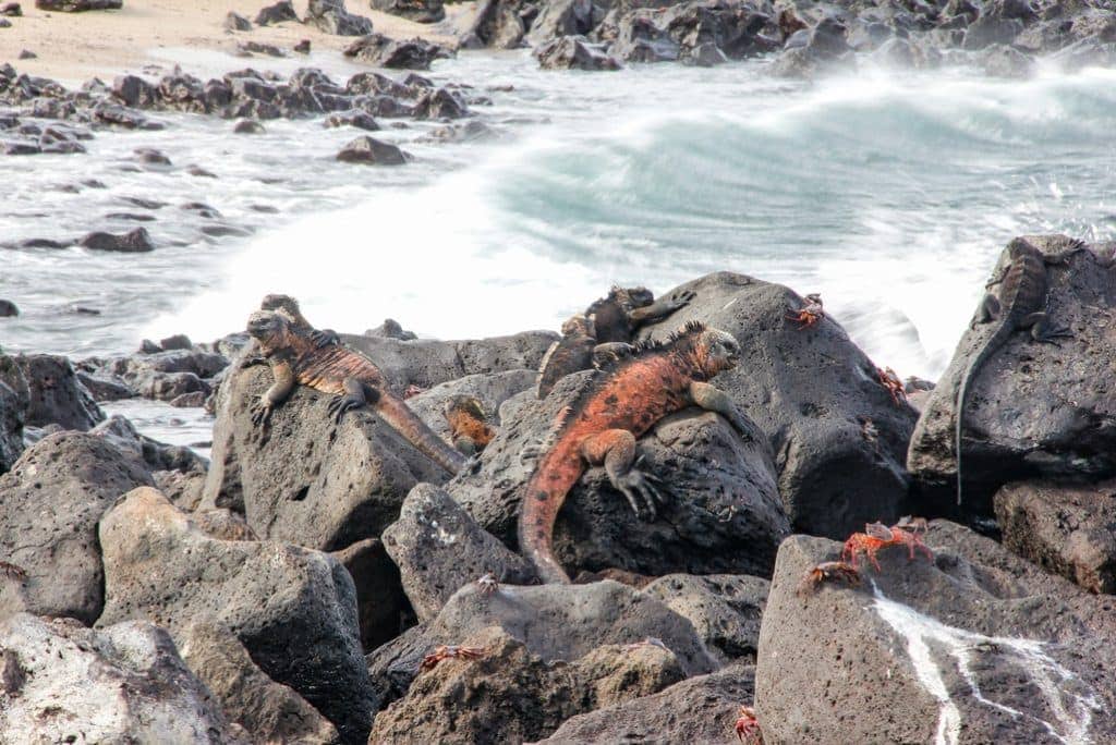 Marine iguanas